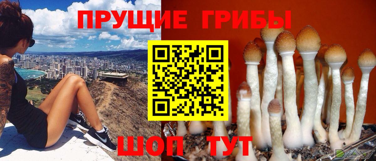 Галлюциногенные грибы Psilocybine cubensis  Псилоцибиновые грибы Magic Shrooms  Вход с VPN  Луга 